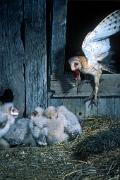 Owl, barn - delivering prey to young in barn 15123
