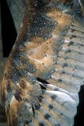 Owl, barn - detail of immature stretching wing 15149