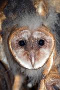 Owl, barn - face of nestling 3MAS6578