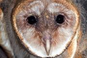 Owl, barn - face of nestling D 3MAS6578k