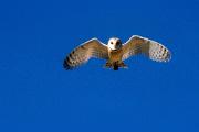 Owl, barn - flying 14590