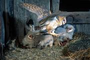 Owl, barn - in air by young in barn 14900