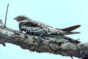 Nighthawk, common - roosting on limb D 26852k ©Maslowski Productions wwwMaslowskiWildlife.com maslowskiproductions@fuse.net 1219 Eversole Rd. (513)231-7301 Cincinnati, OH 45230