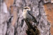 Nuthatch, brown-headed - pine snag D KQ7S0045k