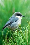 Nuthatch, pygmy - on pine needles VD MASL0054k