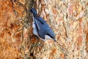 Nuthatch, pygmy - on ponderosa pine trunk CD MASL7401k