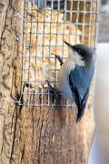Nuthatch, pygmy - on suet feeder CD KQ7S0292k