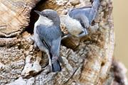 Nuthatch, pygmy - pair by hollow CD KQ7S3849 ©Maslowski Productions Maslowski Productions maslowskiproductions@fuse.net 1219 Eversole Rd. (513)231-7301 Cincinnati, OH 45230