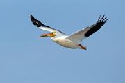 Pelican, American white - adult in breeding plumage flying CD MASW7343k