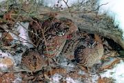 Quail,  northern bobwhite - 7 huddled by log in snow D 11190k