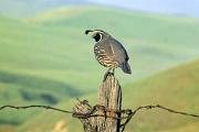 Quail, California - male on fencepost D 16046k
