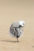 Sanderling KQ7S7593