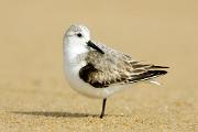 Sanderling KQ7S7614