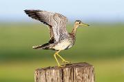 Sandpiper, upland - landing on post D 18111