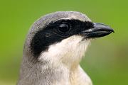 Shrike, loggerhead - closeup 14935
