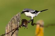 Shrike, loggerhead - feeding on vole on fence D 14919k