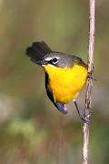 Chat, yellow-breasted - on perch v MASL8973v