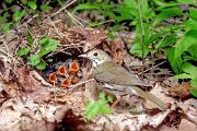 Ovenbird - at nest with young D 10169k