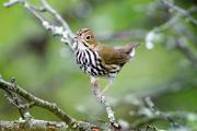 Ovenbird - on bare limb D KQ7S3882