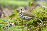 Ovenbird - on moss YL5T5049k