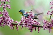 Parula, northern - male in redbud blossoms CD MASW3172k
