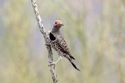 Flicker, gilded - male on ocotillo stem CD KQ7S3520k