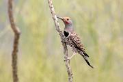 Flicker, gilded - male on ocotillo stem CD KQ7S3524k