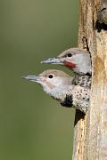 Flicker, northern (red-shafted) - 2 nestlings VD MASL0183k
