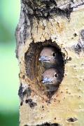 Flicker, northern (red-shafted) - 2 nestlings in nest hole in aspen D 20562k