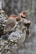 Flicker, northern (yellow-shafted) - pair on hackberry limb VD MASW0608k