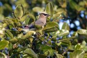 Waxwing, cedar - in Chinese fringe tree D MASL9377k