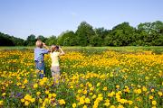 Birders - in field with coreopsis D YL5T1616k