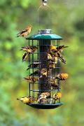 Birdfeeder - American goldfinch flock at thistle feeder D 18796