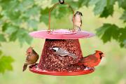 Birdfeeder - cardinal pair, Carolina chickadee and tufted titmouse CD YL5T7337k
