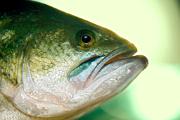 Bass, largemouth - close-up YL5T2769k