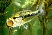 Bass, largemouth - in pondweed D 17790k