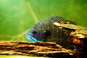 Bluegill - behind log YL5T6815
