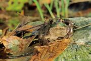 Frog, green - on rock with leaves D 11416k