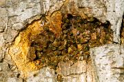 Bee, honey - at entrance to hive in tree MASL3431k