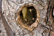 Bee, honey - hive in honey locust C YL5T6486