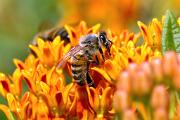 Bee, honey - on butterfly weed blossom MASL3239