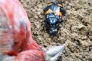 Beetle, burying - by dead house finch KQ7S5419k