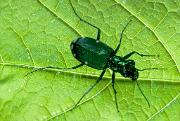 Beetle, tiger - on leaf 2359k