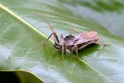 Bug, assassin wheel - Arilus cristatus (family Reduviidae) YL5T2102