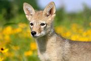 Coyote - alert pup KQ7S3175