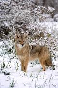 Coyote - at snowy edge YL5T3665
