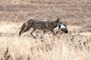 Coyote - carrying pintail hen CD YL5T0645k