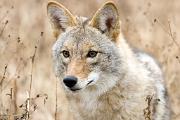 Coyote - close-up D KQ7S8761k