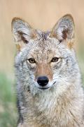 Coyote - close-up D KQ7S9746k