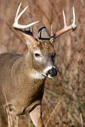 Deer, white-tailed - buck by weeds D YL5T8048